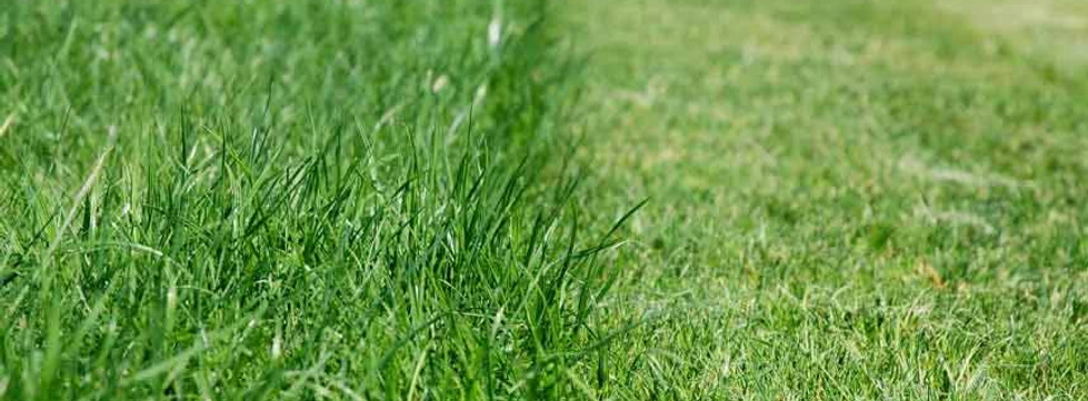 potong-rumput-3.jpg