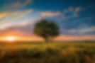 treefield.jpg