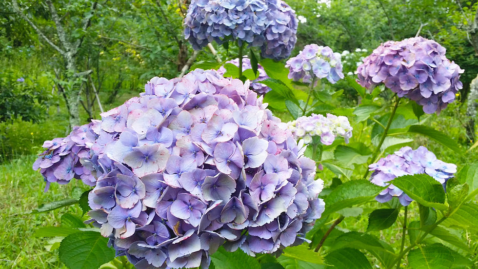 20150629_161346.jpg