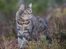 Värikuvan käsittely