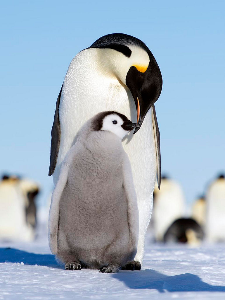 ree