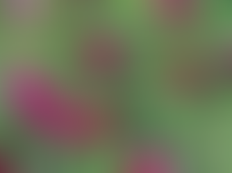 Supporting Local British Florists: A Heartfelt Guide to Backing British Flower Growers