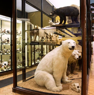 Animali impagliati al Natural History Museum di Londra