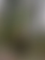 Parco del Pollino: trekking, borghi e natura nella più grande area protetta d’Italia