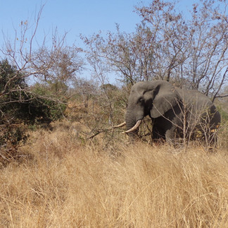 Elefante durante il safari nel Kruger National Park, Sudafrica