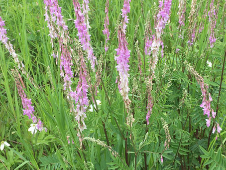 Plant Profile: Hedysarum (Sweet-vetch)