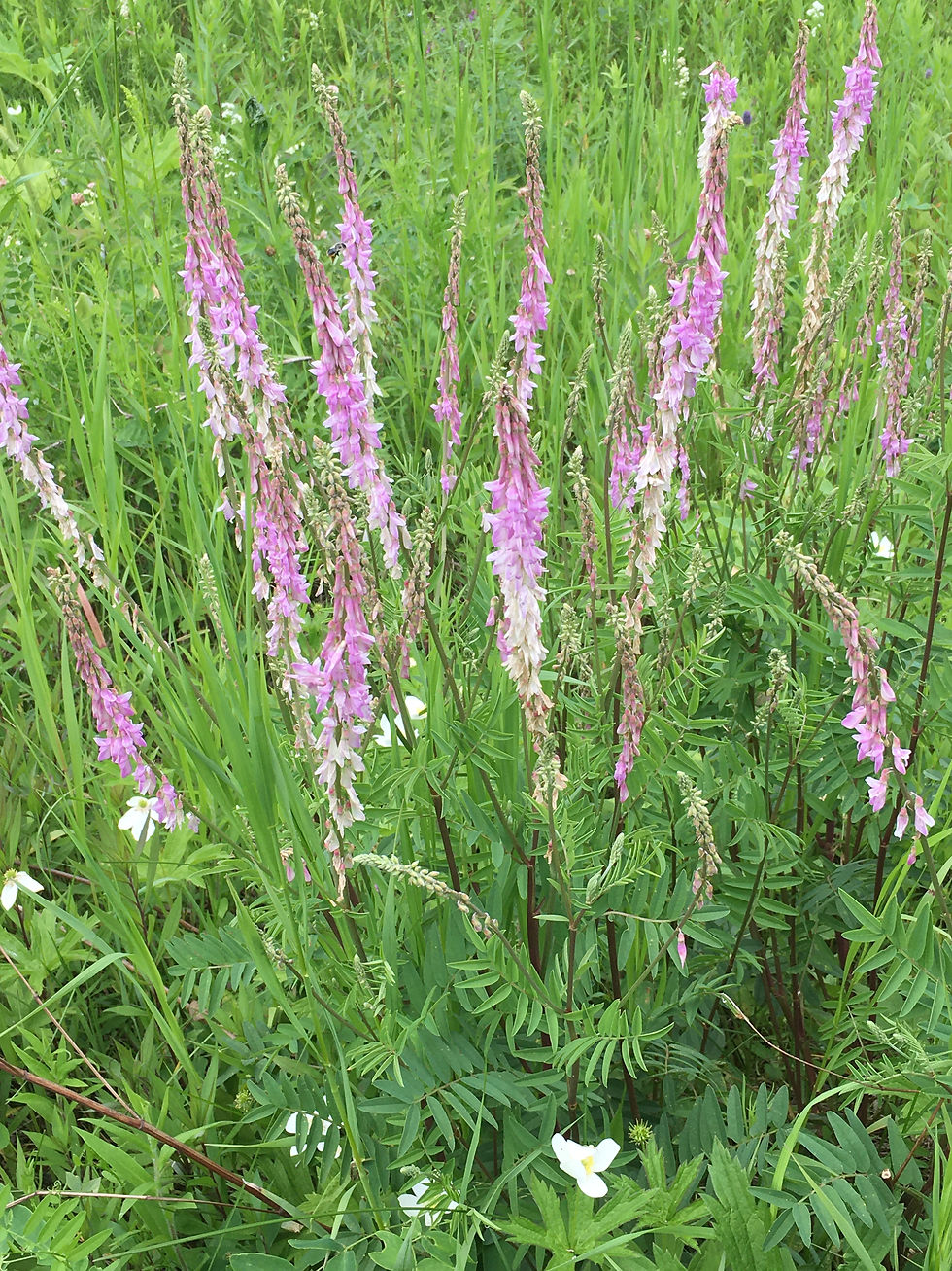 Alpine hedysarum (Hedysarum americanum), the lowland form, growing in Fort Saskatchewan Prairie, 2022-07-07. Photo: P. Cotterill.