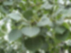 Trembling aspen (Populus tremuloides), Edmonton, 2009-08-03. Photo: P. Cotterill.