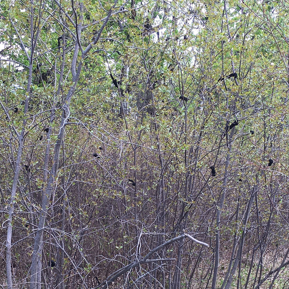 EALT Black Knot Buster at Bunchberry Meadows