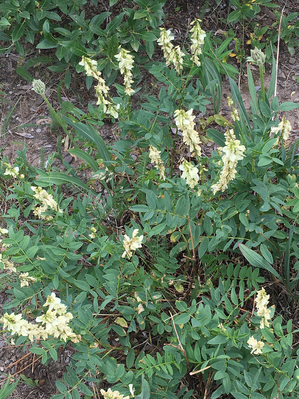 Yellow hedysarum (Hedysarum sulphurescens) growing on the lower slopes of Plateau Mountain, Kananaskis Country, 2021-07-27. Photo: P. Cotterill.