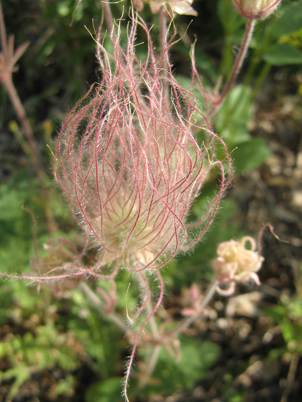 Close-up of a fruiting head of three-flowered avens showing red, hairy styles attached to greenish achenes in a fruiting head. Native plant garden, Edmonton. 2009-07-01. Photo: P. Cotterill.