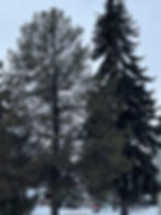 Comparison of growth form of pine (left) and spruce growing together in a suburban area of Edmonton, 2024-12-31. Photo: P. Cotterill.