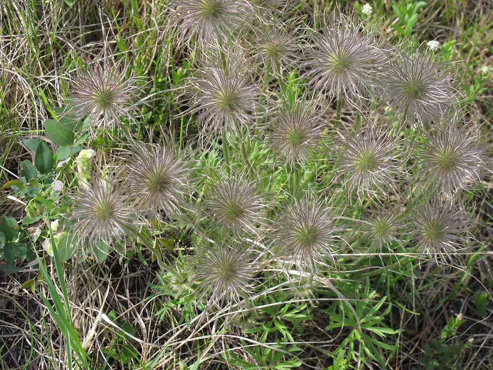 Leaves and fruiting heads of prairie crocus at Fort Saskatchewan Prairie, showing long, silky, greyish styles. 2011-05-27. Photo: P. Cotterill.