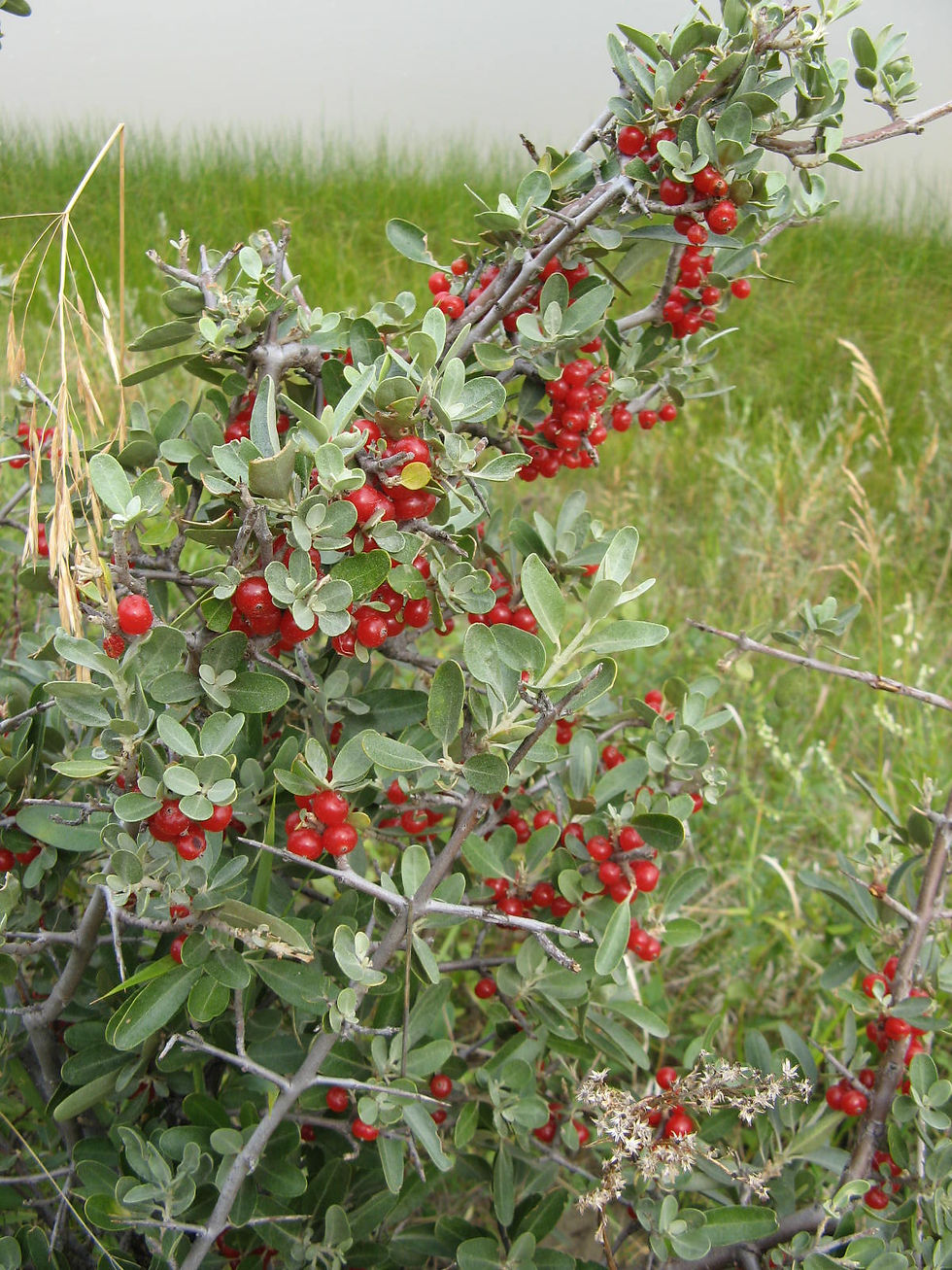 Plant Talk: Giving Buffaloberry its Due