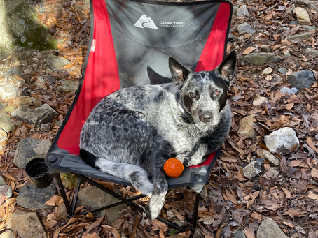 Bandit The Australian Cattle Dog