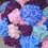 Miniature : Hortensias géants lyon - Fleuriste Lyon