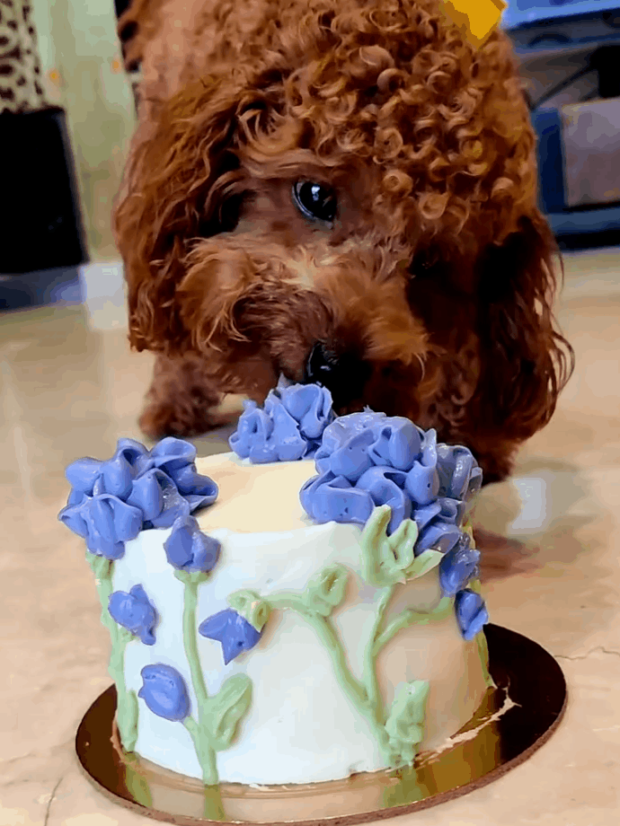 Alfie and carnations.gif