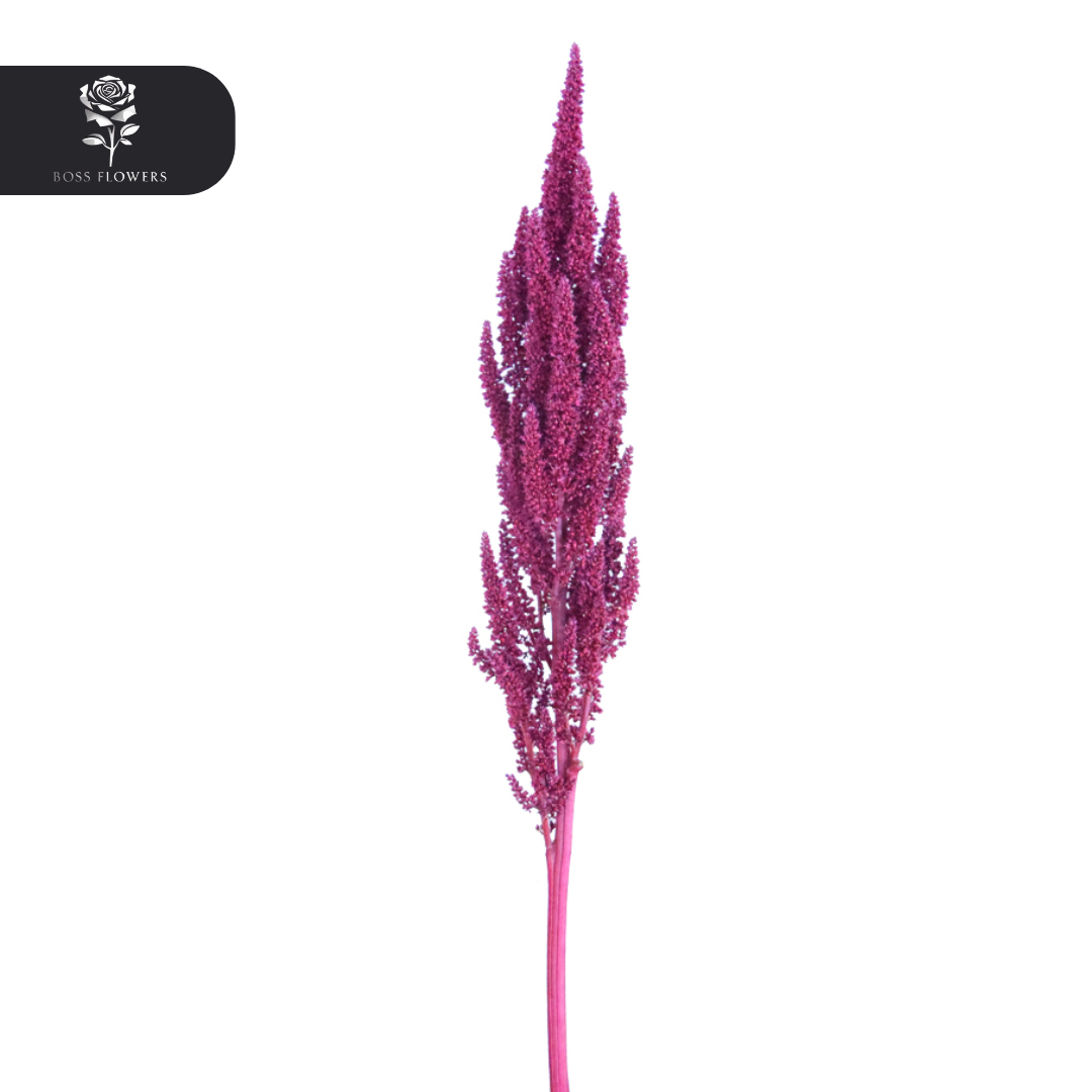Amaranthus Upright