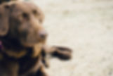diabetic alert dog, service dog training, children with diabetes, kids with diabetes