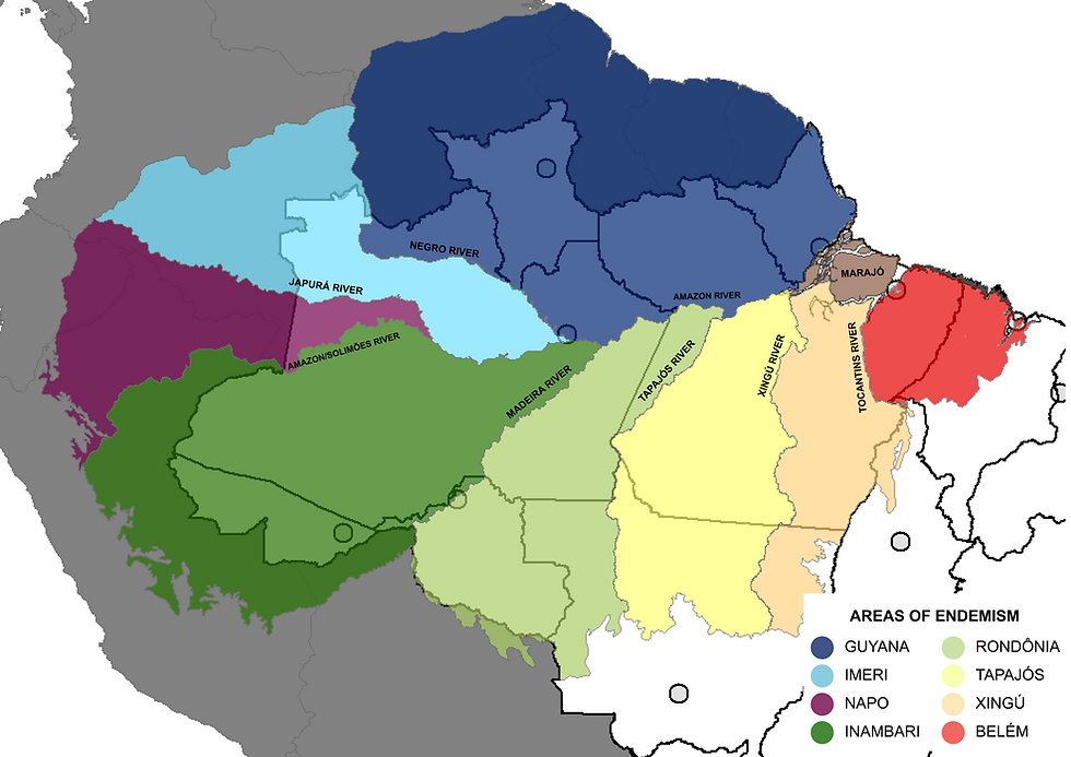 Map showing major Amazonian interfluvia and areas of endemism defined by large rivers such as the Negro, Solimões, Madeira, Tapajós, and Xingu.
