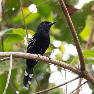 Bananal Antbird perched on tree in riverine vegetation.