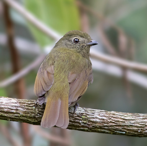 Greenish Schiffornis inside gallery forest.