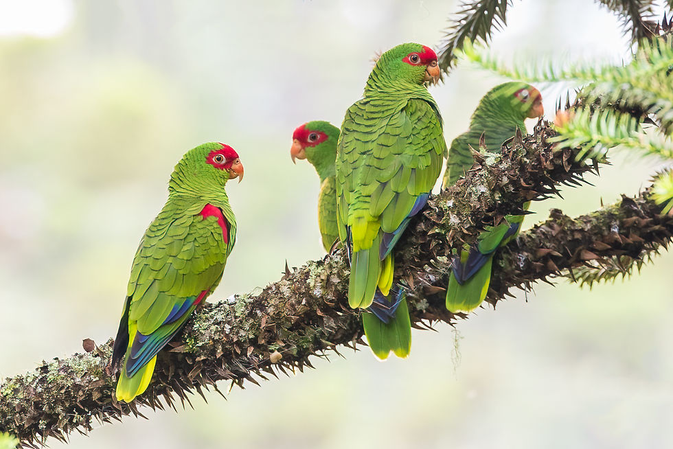 Four Red-spectacled Parrots perched together on a lichen-covered Araucaria branch, southern Brazil
