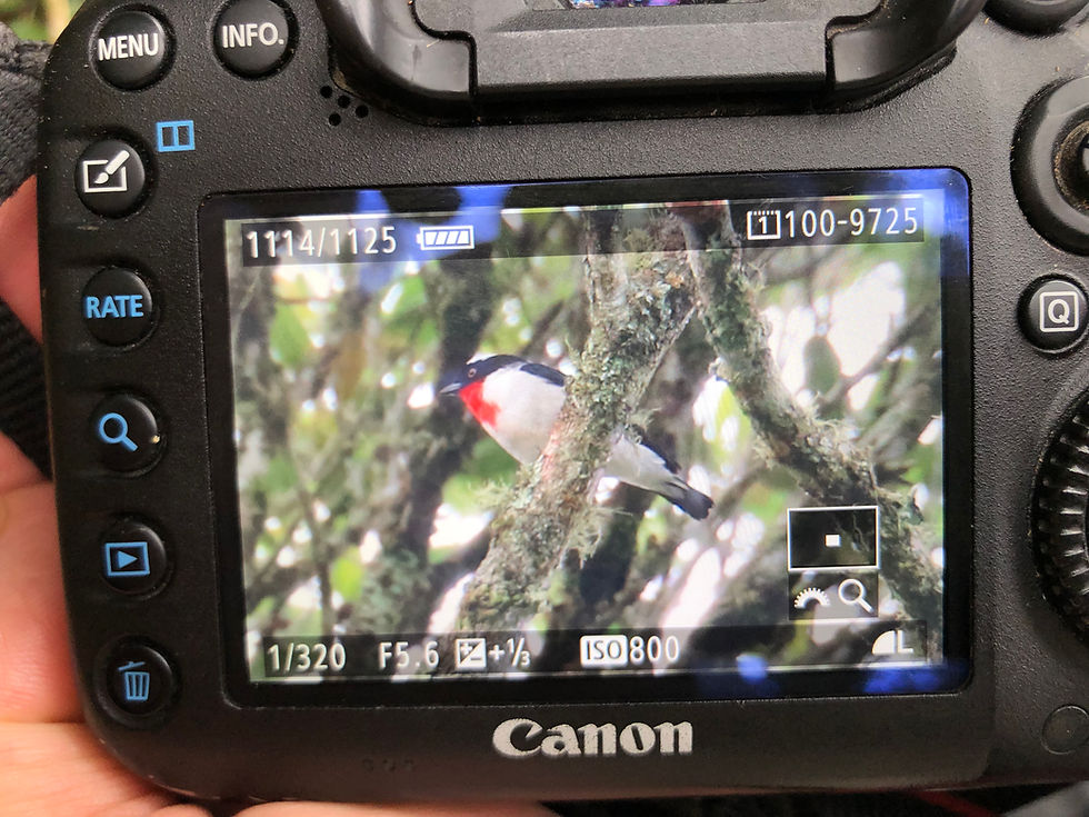 Close-up of a Canon DSLR camera LCD screen held in a hand, showing a Cherry-throated Tanager perched on a mossy branch, with camera settings visible (1/320, F5.6, ISO 800), in the field at Mata dos Caetés, Espírito Santo, Brazil