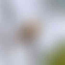 Russet-mantled Foliage-gleaner inside gallery forest.