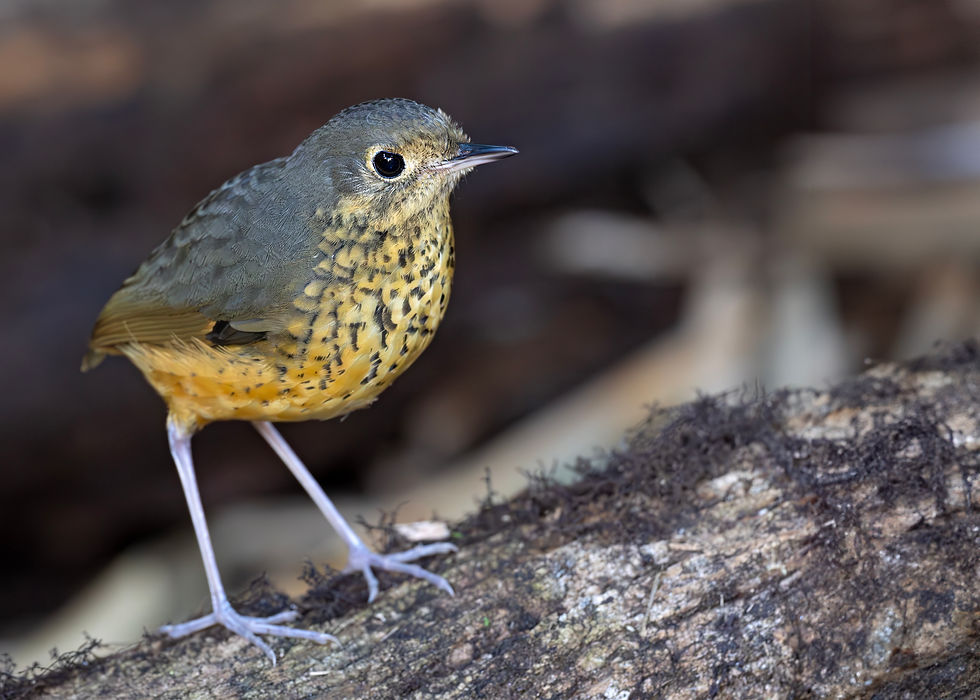 Speckle-breasted Antpitta (Cryptopezus nattereri) walking on the forest floor, a discreet and hard-to-see species, recorded at Sítio Cotinga, São Luiz do Paraitinga, SP