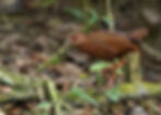 Uniform Crake (Amaurolimnas concolor) standing on a mossy trunk in the Atlantic Forest of Ilhabela, facing left, with its uniform warm brown plumage, red eye, and reddish-orange legs clearly visible.