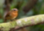 Rufous Gnateater (Conopophaga lineata) perched on a moss-covered horizontal branch in the shaded understory of the Atlantic Forest of Ilhabela, São Paulo, showing its warm orange-rufous breast with white supercilium.