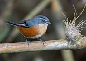 A composition of three endemic species of Sítio Cotinga: Rufous-tailed Antthrush (Chamaeza ruficauda), Green-crowned Plovercrest (Stephanoxis lalandi), and Buff-throated Warbling-Finch (Microspingus lateralis)