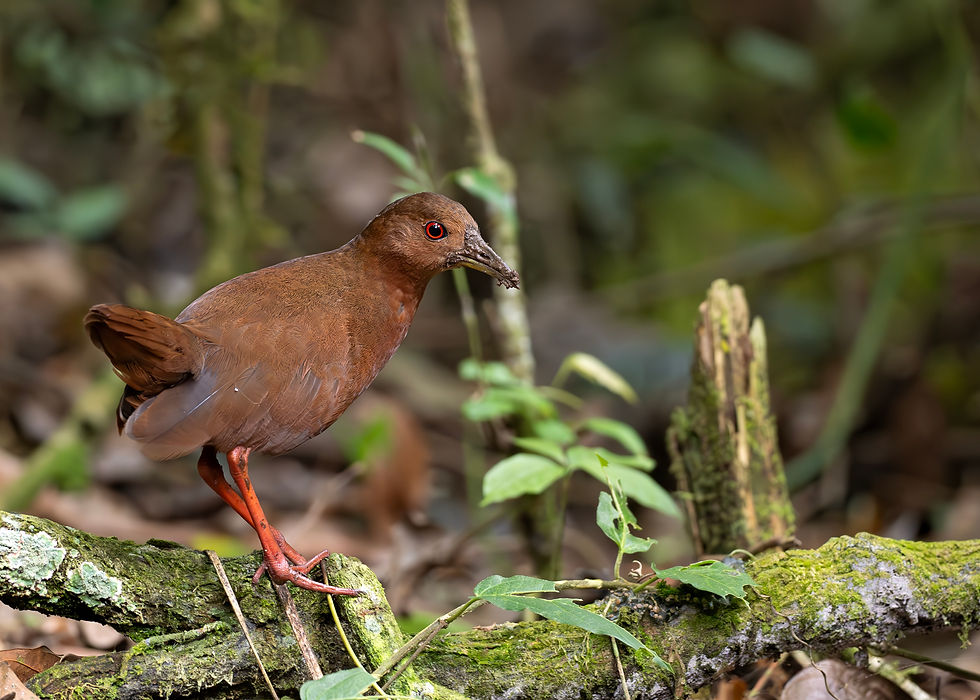 Uniform Crake (Amaurolimnas concolor) with warm brown plumage, bright red eyes, and orange legs, standing on a mossy log in the dense Atlantic Forest understory of Ilhabela, São Paulo, Brazil.