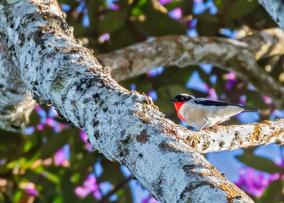 Cherry-throated Tanager perched on a thick lichen-covered branch with purple quaresmeira flowers in the background, montane Atlantic Forest, Espírito Santo, Brazil
