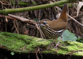 A composition of three endemic species of Sítio Cotinga: Rufous-tailed Antthrush (Chamaeza ruficauda), Green-crowned Plovercrest (Stephanoxis lalandi), and Buff-throated Warbling-Finch (Microspingus lateralis)