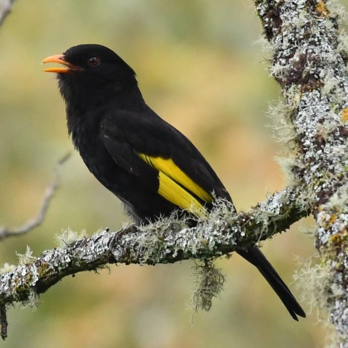Saudade (Black-and-gold Cotinga, Lipaugus ater), a cotinga endemic to the Atlantic Forest, perched on a branch in the understory of Sítio Cotinga, São Luiz do Paraitinga, SP