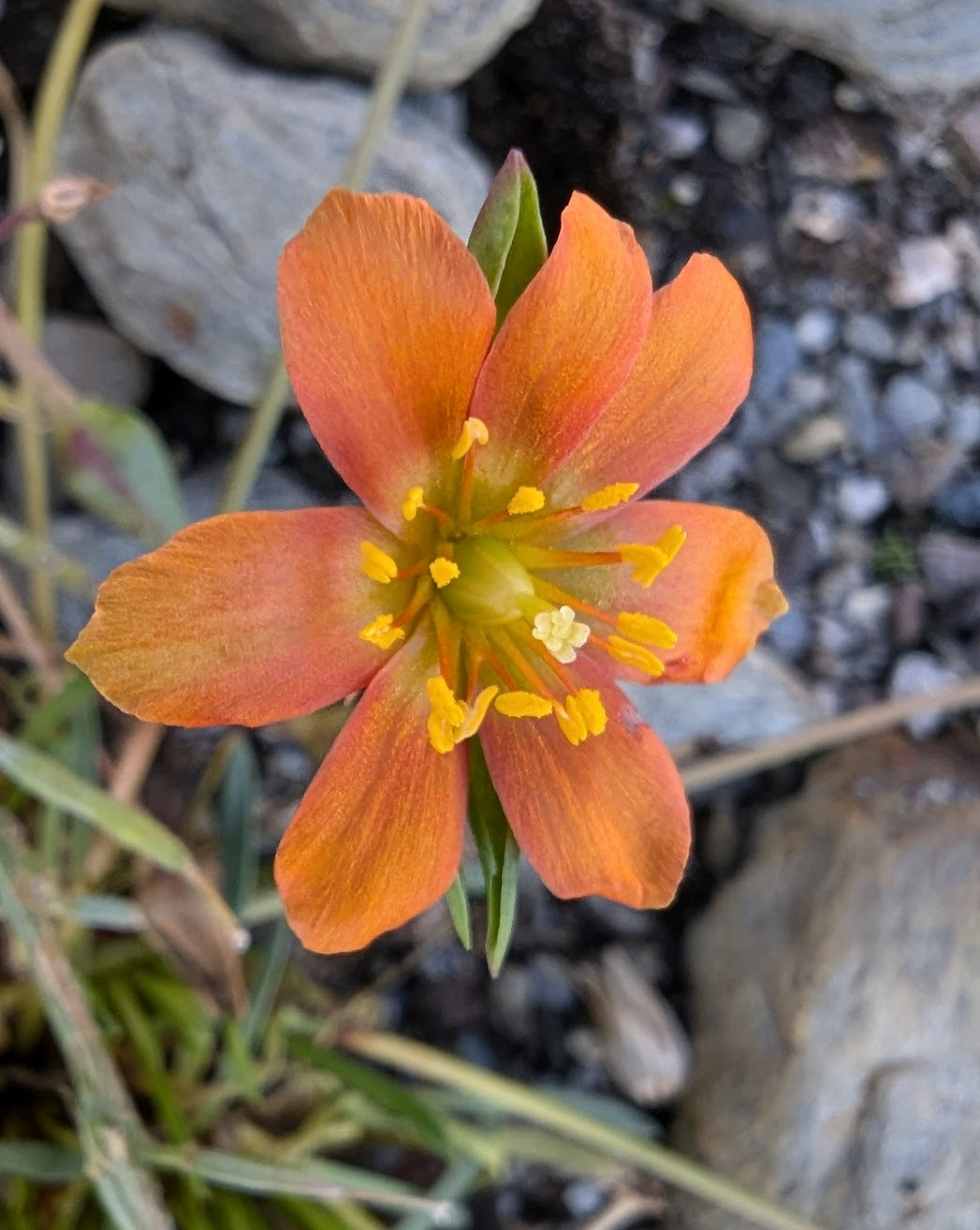 Calandrinia skottsbergii