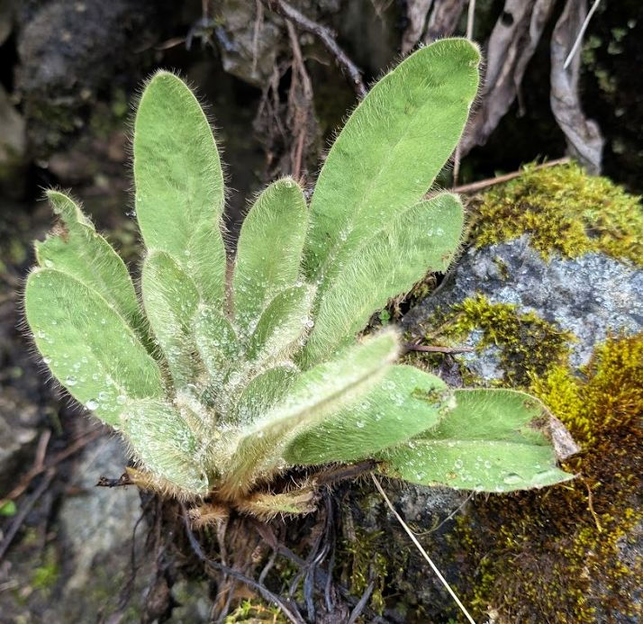 Meconopsis integrifolia