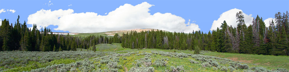 Thumbnail: BIGHORN NATIONAL PARK FLOWERED MEADOW AND TREELINE left