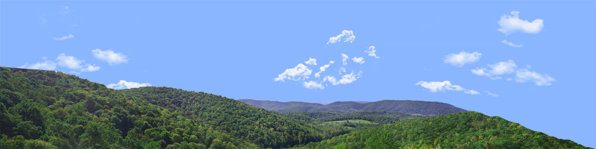 FOREST CANOPY IN WEST VIRGINIA IN SUMMER right