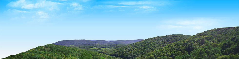 Thumbnail: FOREST CANOPY IN WEST VIRGINIA IN SUMMER left