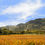 Thumbnail: AUTUMN IN NAPA VALLEY CALIFORNIA right