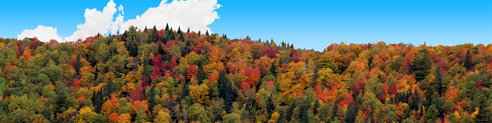 Thumbnail: AUTUMN HILLSIDE COVERED WITH TREES left