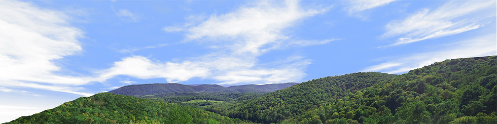 Thumbnail: FOREST CANOPY IN WEST VIRGINIA IN SUMMER left