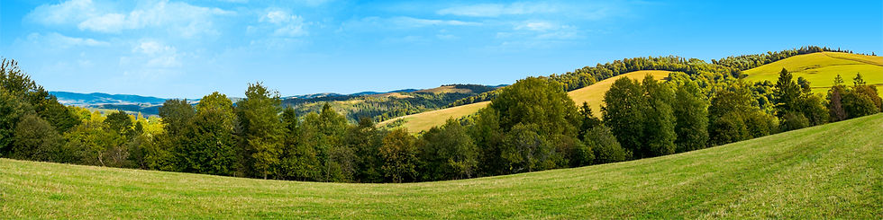 Thumbnail: FOREST ROW OF TREES ON THE GRASSY HILLS right