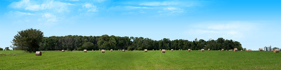 Thumbnail: ROUND HAY BALES WITH TREELINES left
