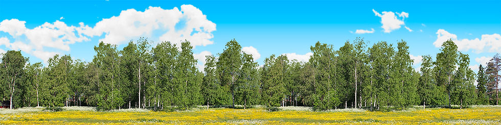 Thumbnail: TREELINE IN MEADOW right