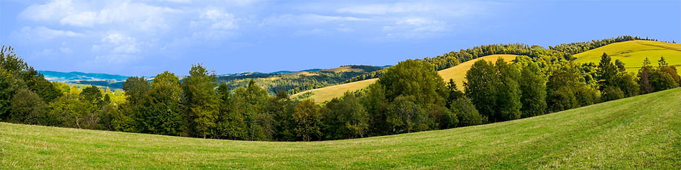 Thumbnail: FOREST ROW OF TREES ON THE GRASSY HILLS right