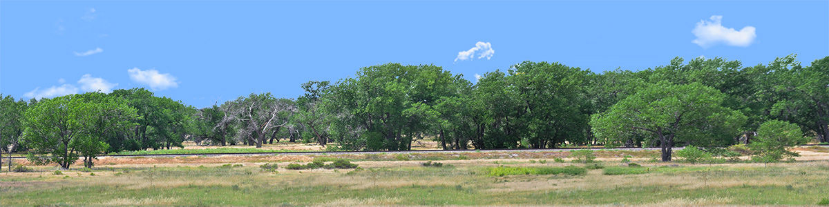 TREELINE VISTA EASTERN COLORADO 3